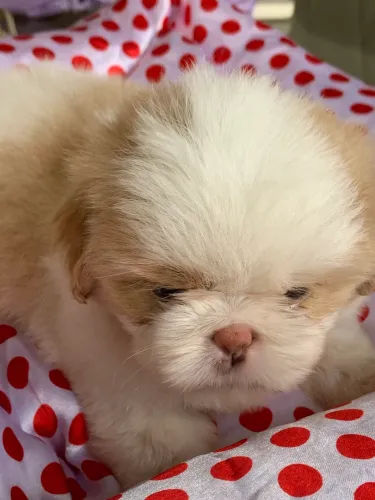 Shihtzu Macho