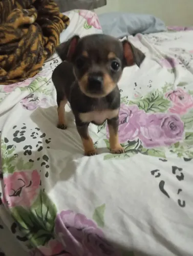 Pinscher fêmea 
