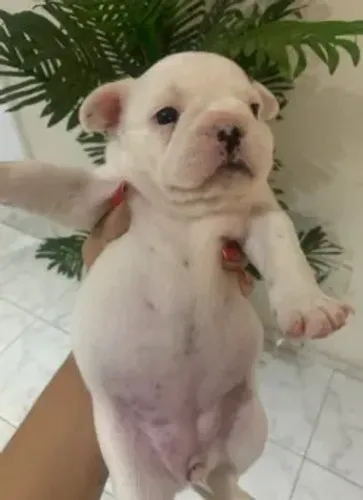 Buldogue Francês - Macho