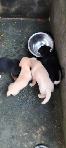 Doação filhotes (4 fêmeas pretas e 1 branca)