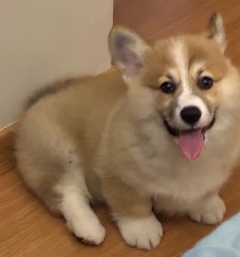 Filhote de Welsh Corgi Pembroke - Macho