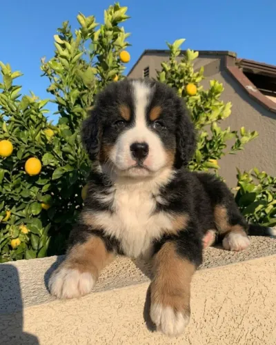 Bernese
