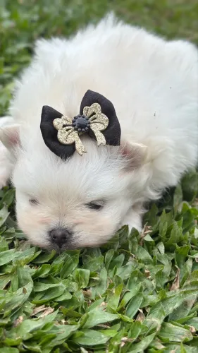 Spitz Alemão / Lulu da Pomerania