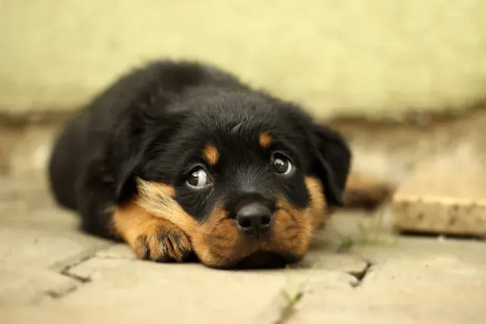 Rottweiler de criação selecionada - Filhotes