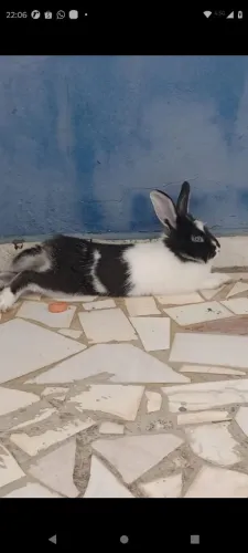 Doação coelho