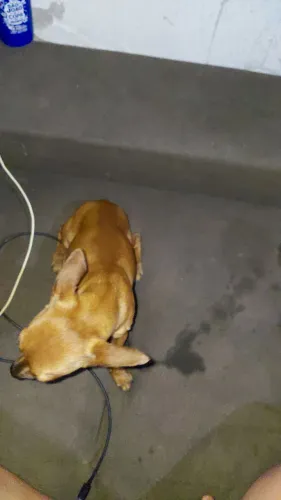 Cachorro pinscher procurando namorada
