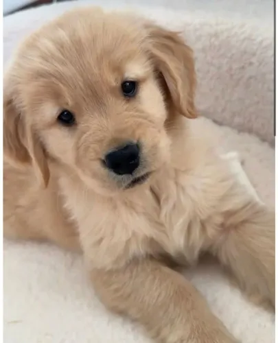 Golden Cachorro com um jeitinho impossível de resistir