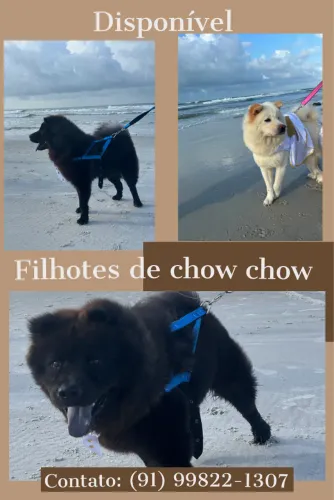 VENDO CACHORRO DA RAÇA SHOW SHOW PURO