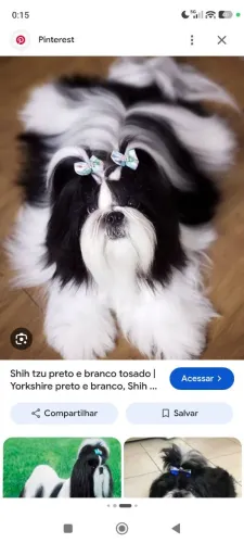 Procuro Shitzu jovem a venda