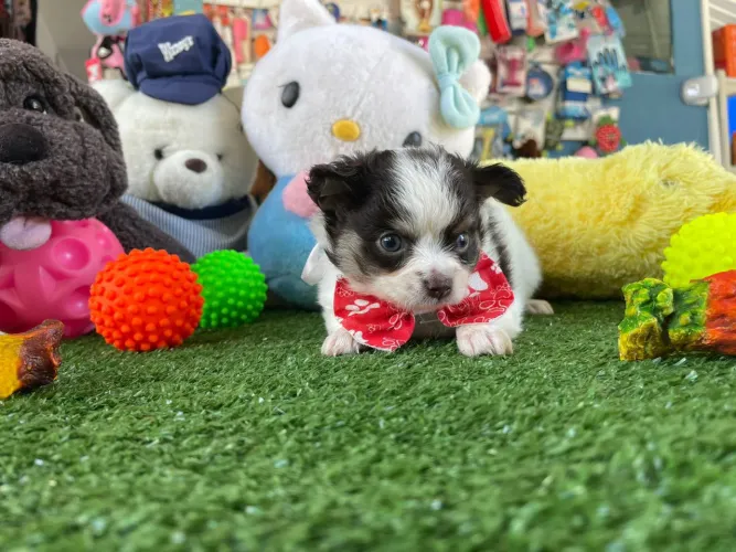 Lindo Chihuahuainha mini cor branco e chocolate
