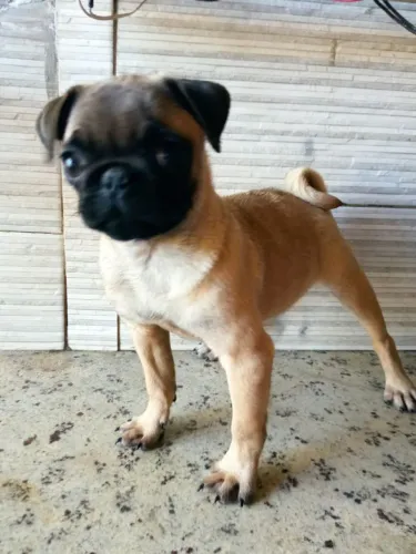 Pug fêmeas 