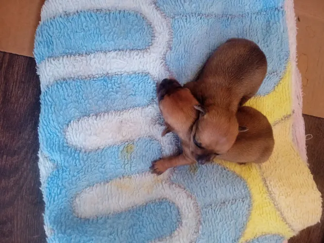Vendo lindos Pinches