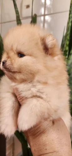 Lulu pomerania