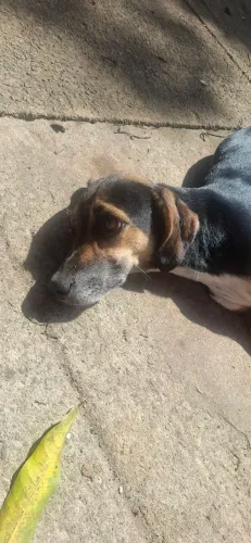 Doação cachorrinha fêmea