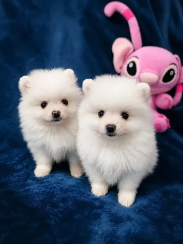 Lulu da Pomerânia anão