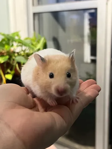 Hamster sírio 