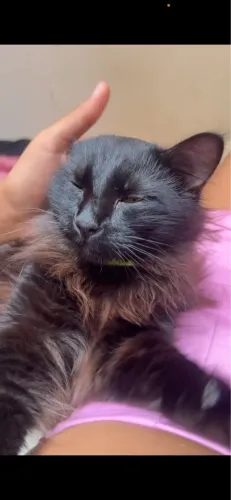 Gatinho para doação, muito dócil.