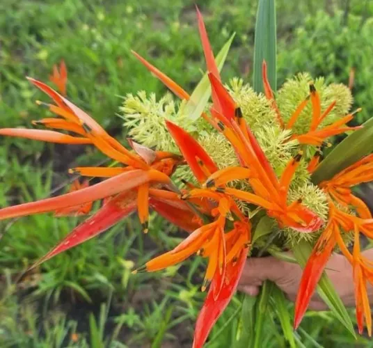 Vende-se mudas de Heliconia