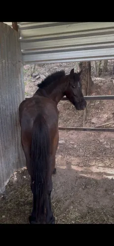Cavalo