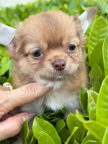 Chihuahua macho Pêlo longo. Filhote com 47 dias, esperto e amoroso