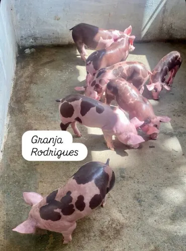 Porcos ( Suínos).