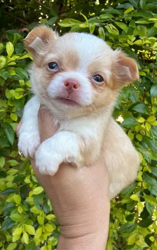 Chihuahua macho Pêlo longo. Para transformar seus dias em alegria!
