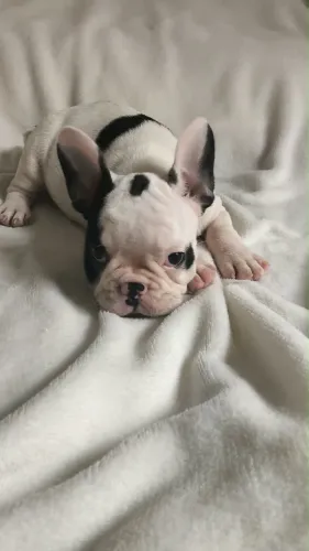 Machinho de bulldog francês