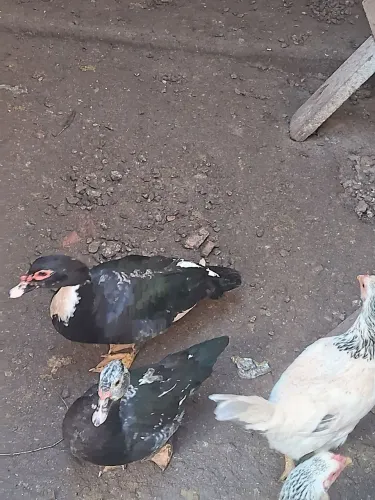 Casal de patos