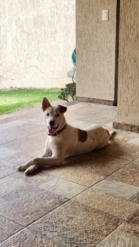 Cachorro dócil
