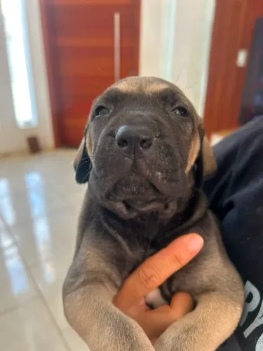 Lindos filhotes, Fila Brasileiro