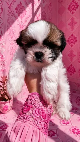 Shihtzu fêmea pedigree..