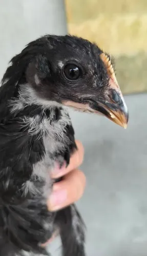 Frangos Gigante Negro de Jersey