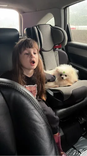 Lulu da pomerania adulta anã
