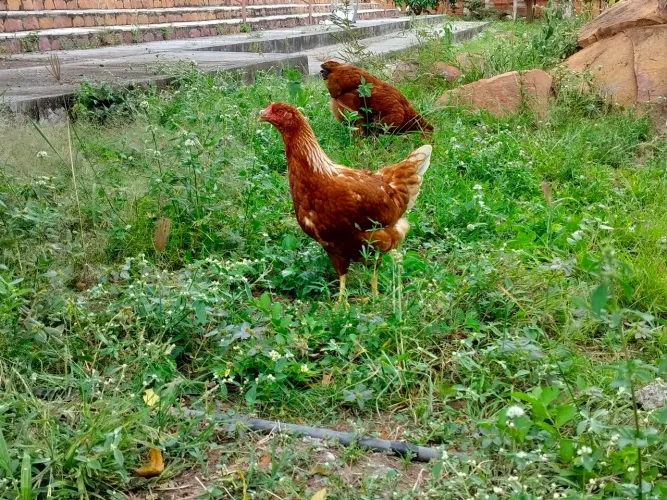Frangas poedeira 