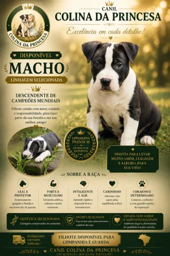 Filhote American staffordshire terrier (Amstaff)