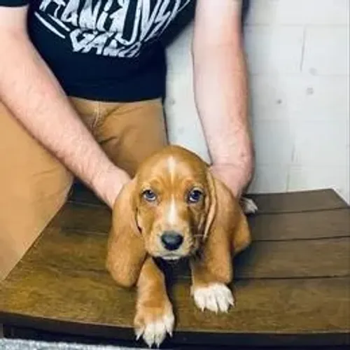 Basset Hound,Basset Hound Filhote Vacinado e Vermifugado