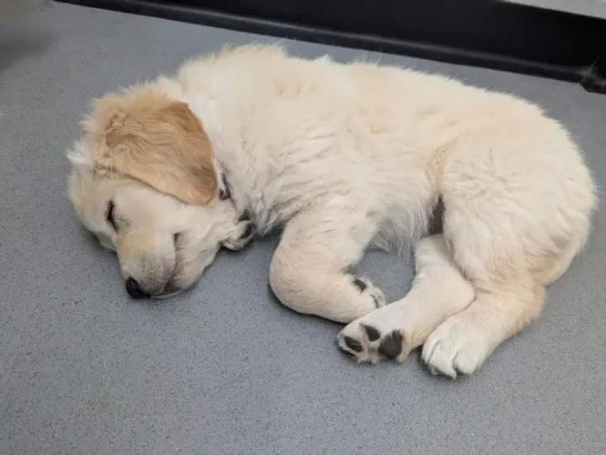 Filhotes de Golden retriever | Prontos para te receber!