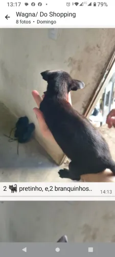 Filhotes 4 cachorros machos p adoção t