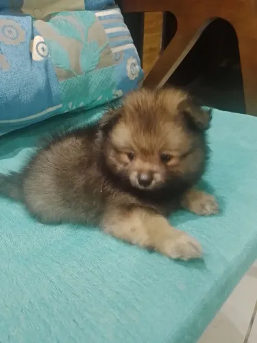 Spitz alemão Anão Macho 1700