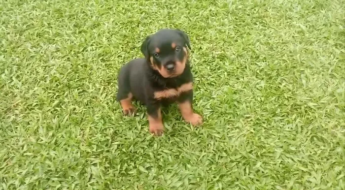 Vende-se Rottweiler MACHO