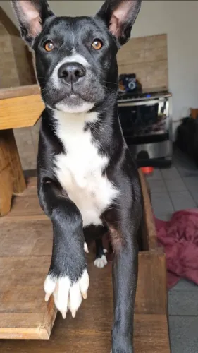 Cachorra Porte Grande