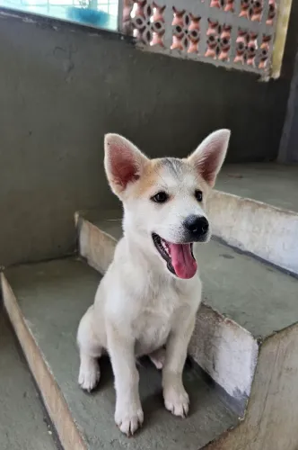 Filhote Cachorro Akita