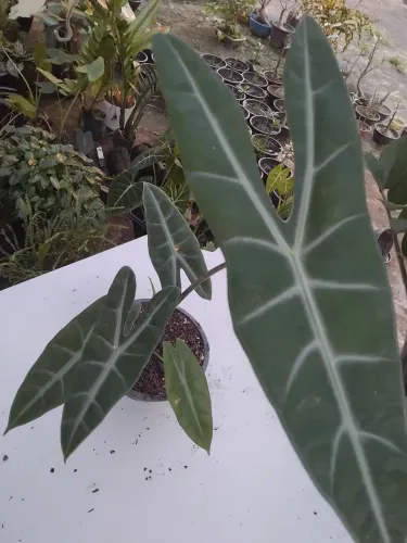 ALOCASIA LONGILOBA