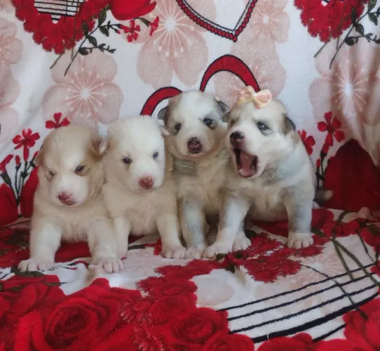 Husky siberiano  aproveite nossa promoção 