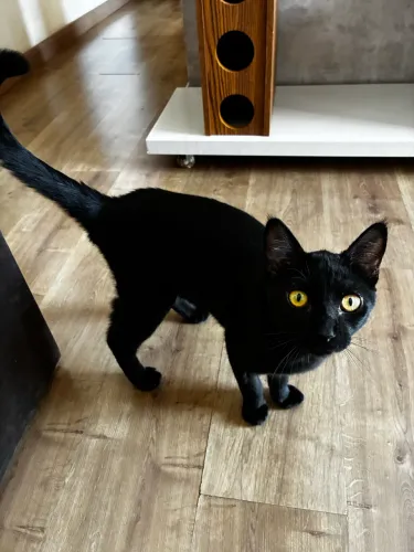 Doação gato