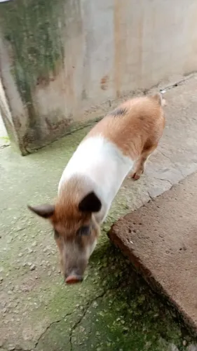 Mini pig (MATRIZ)