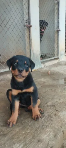 Filhote rottweiler