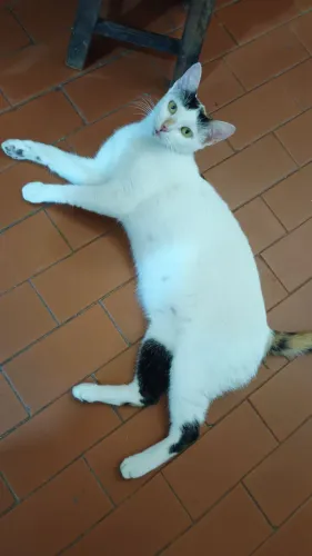 Gata adoção gato
