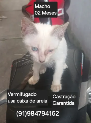 Adoção responsável