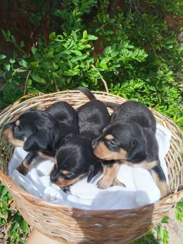 Vendo filhotes de salsicha 